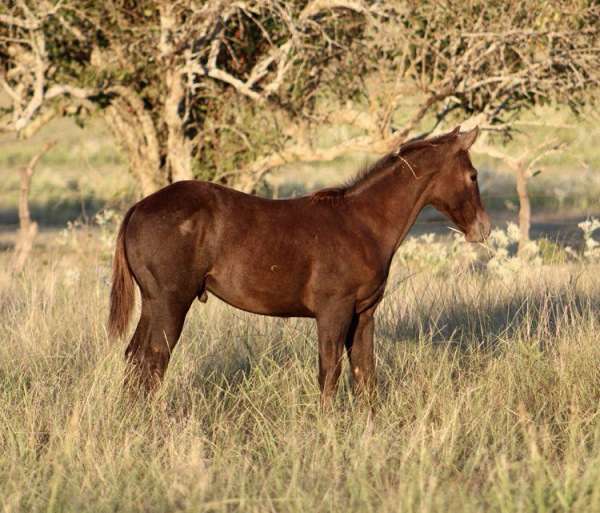 ranch-work-quarter-horse