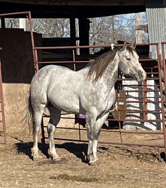 team-roping-quarter-horse