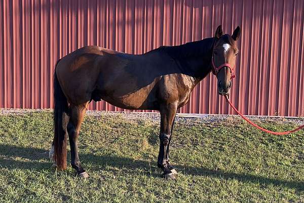 bay-canadian-gelding