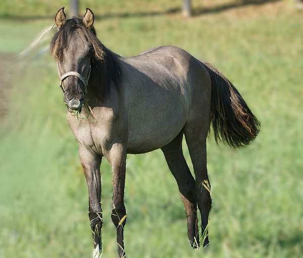 grulla-rmha-filly