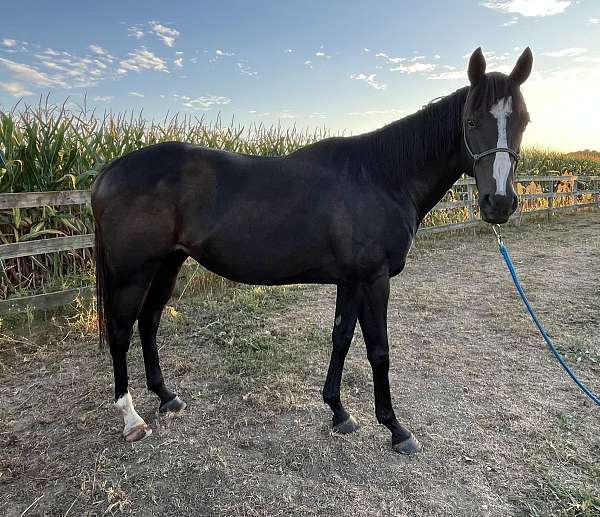 blaze-r-hind-sock-horse