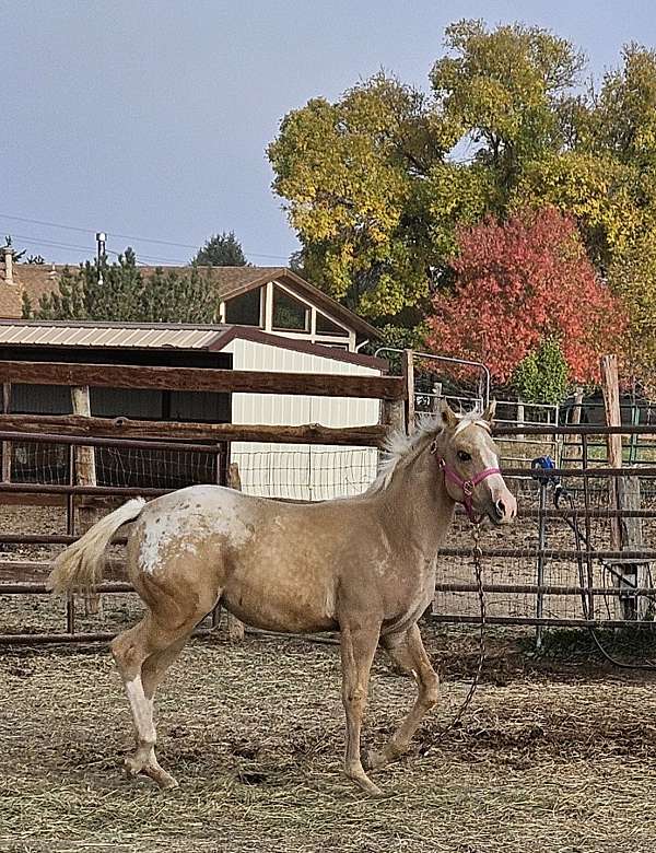 all-around-appaloosa-horse