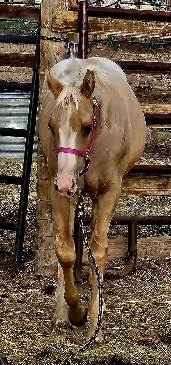 athletic-appaloosa-horse