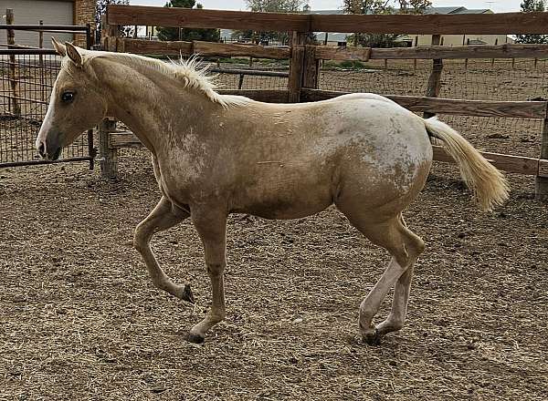 english-pleasure-appaloosa-horse