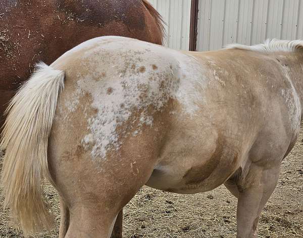 halter-appaloosa-horse