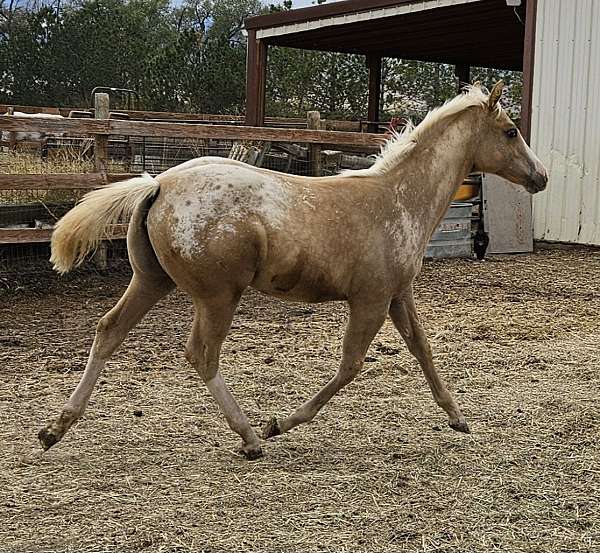 color-producer-appaloosa-horse