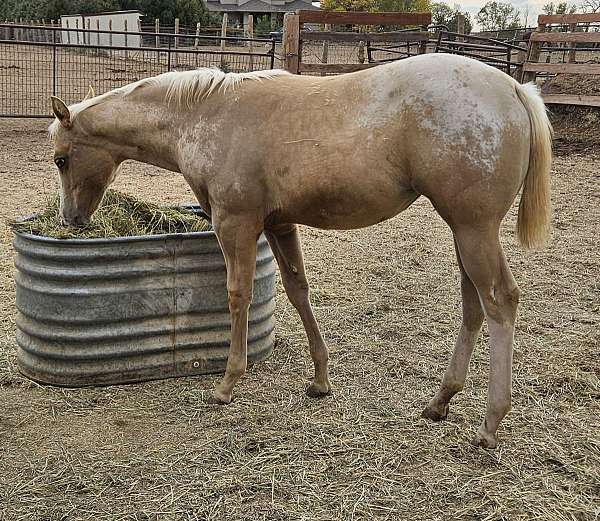 hypp-nn-appaloosa-horse