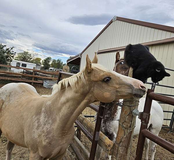 ranch-versatility-appaloosa-horse