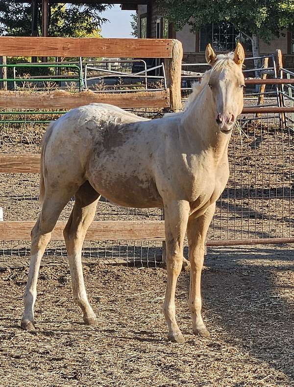 ranch-work-appaloosa-horse