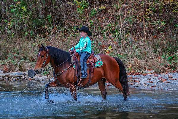 all-around-missouri-fox-trotter-horse