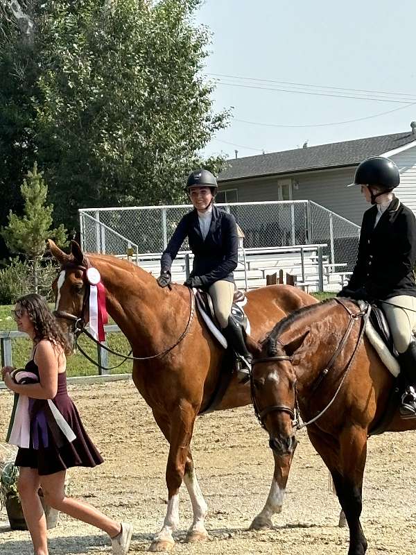 competing-hanoverian-horse