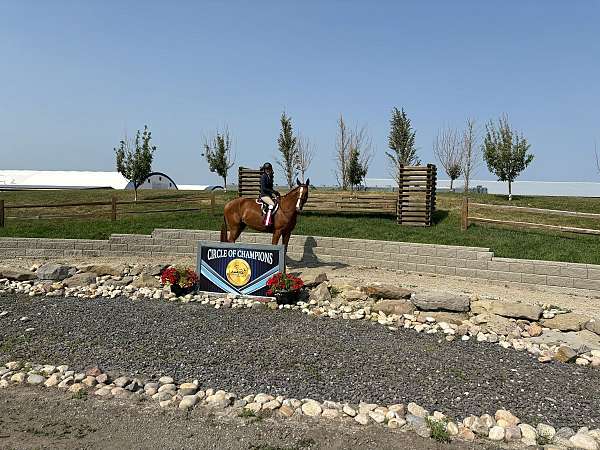 first-show-hanoverian-horse