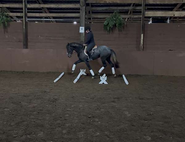 all-around-friesian-horse