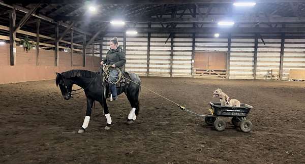 cross-friesian-horse