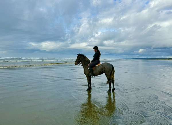 dressage-friesian-horse