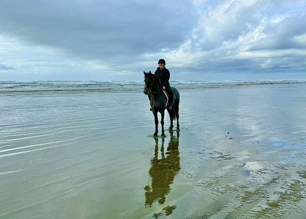 english-pleasure-friesian-horse