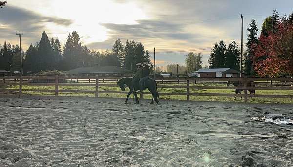 endurance-friesian-horse