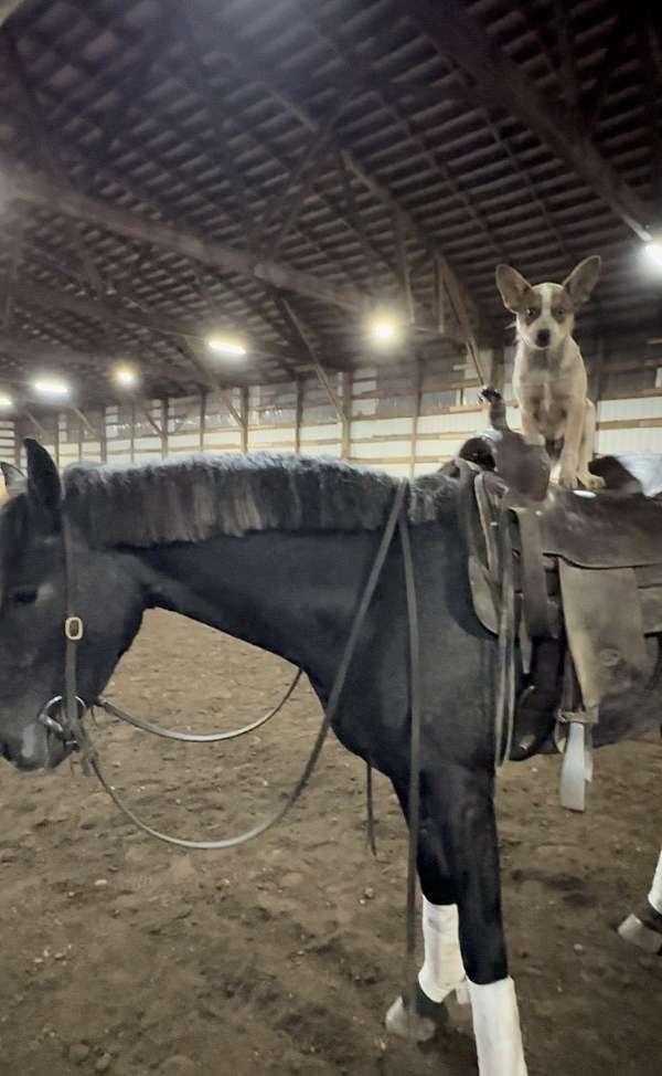 equitation-friesian-horse