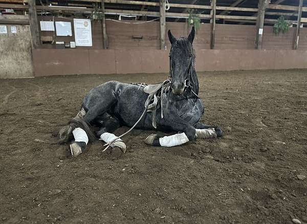 eventing-friesian-horse