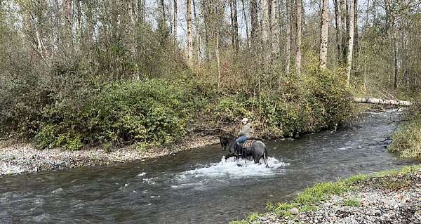 flashy-friesian-horse