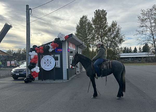 hunter-friesian-horse