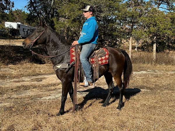 flashy-missouri-fox-trotter-horse