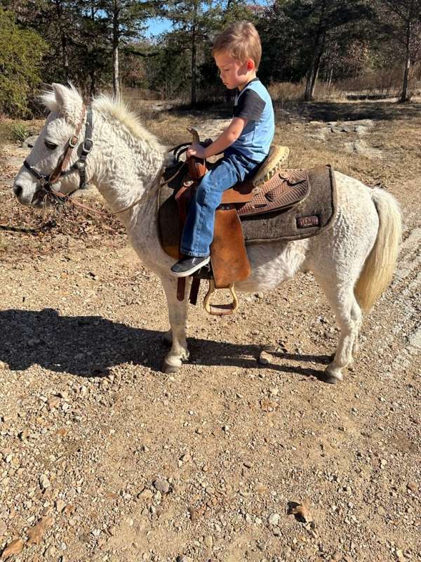 ridden-western-curly-pony