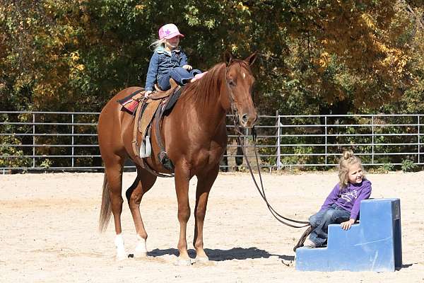 dun-sorrel-quarter-horse-gelding