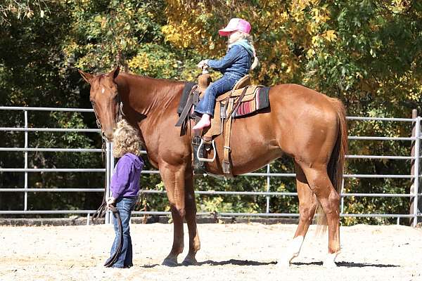 dun-sorrel-quarter-horse-for-sale