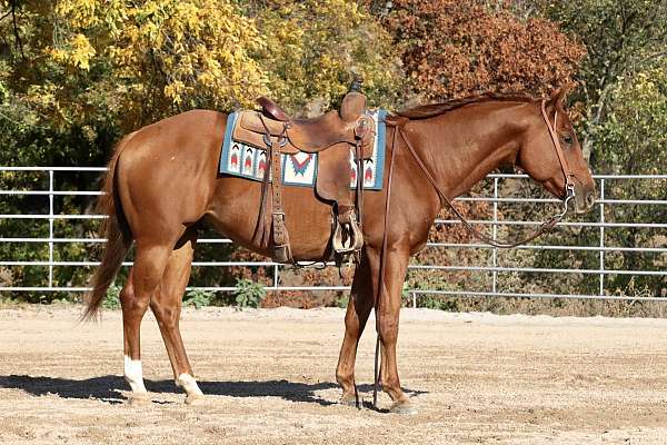 dun-sorrel-horse-for-sale