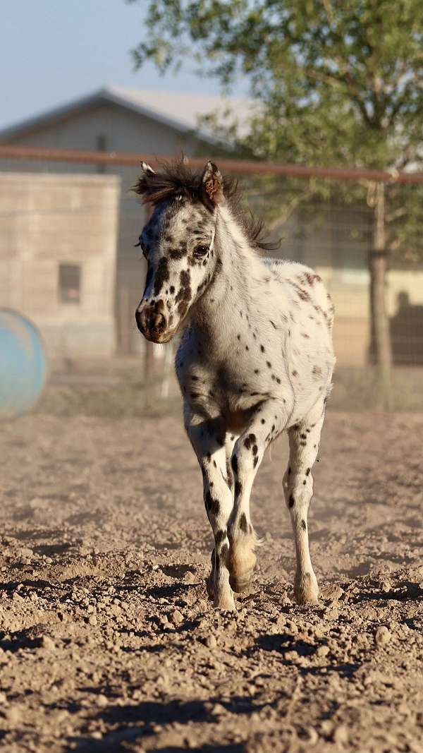 dun-sorrel-quarter-horse-gelding