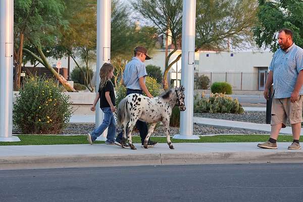 dun-sorrel-ranch-horse