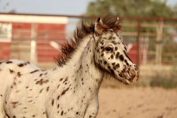 love-attention-gelding