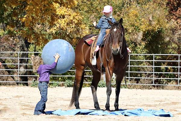 bay-quarter-horse-gelding