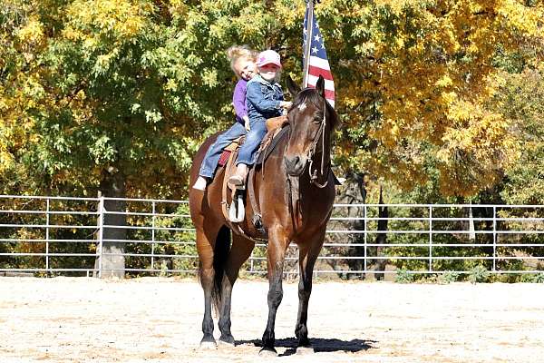 bay-all-around-horse