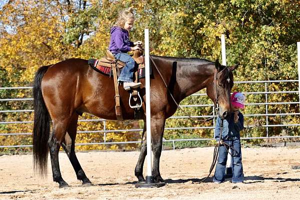 all-around-gelding