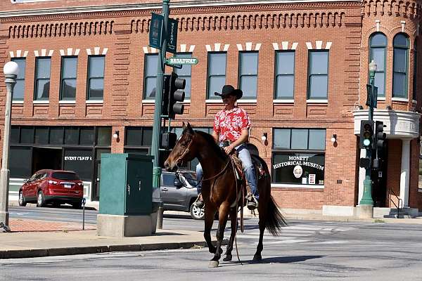 all-around-horse