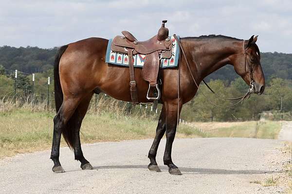 15-hand-quarter-horse-gelding