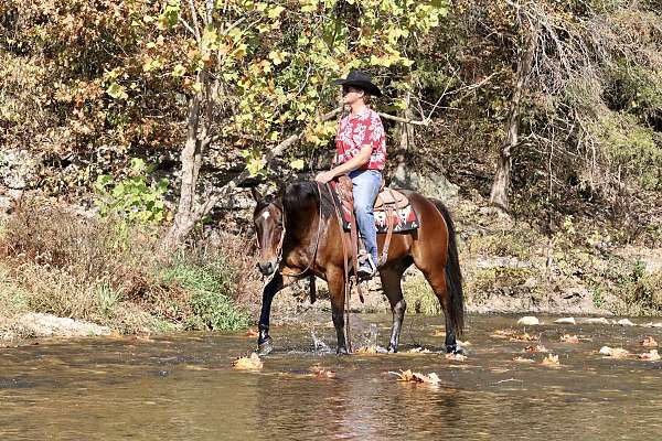 bay-gelding-for-sale