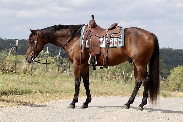 bay-quarter-horse-for-sale