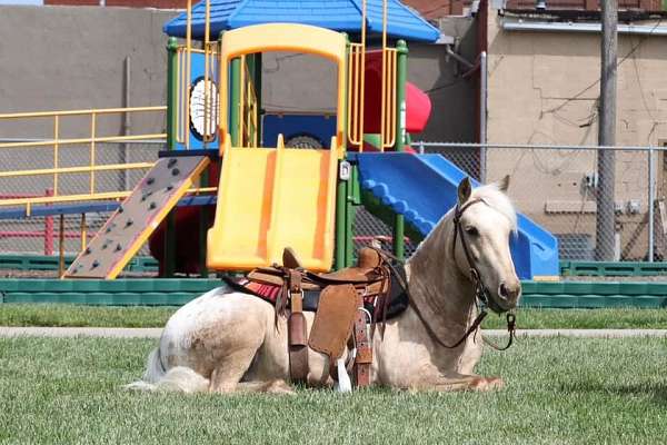 bay-all-around-horse