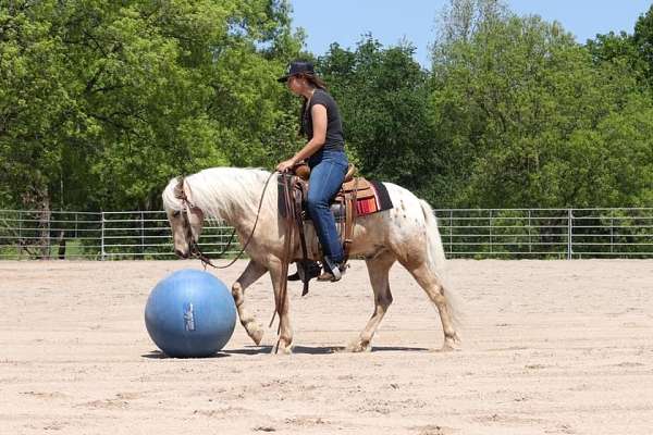 all-around-gelding