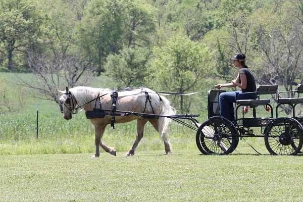 all-around-horse