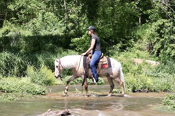 15-hand-quarter-horse-gelding