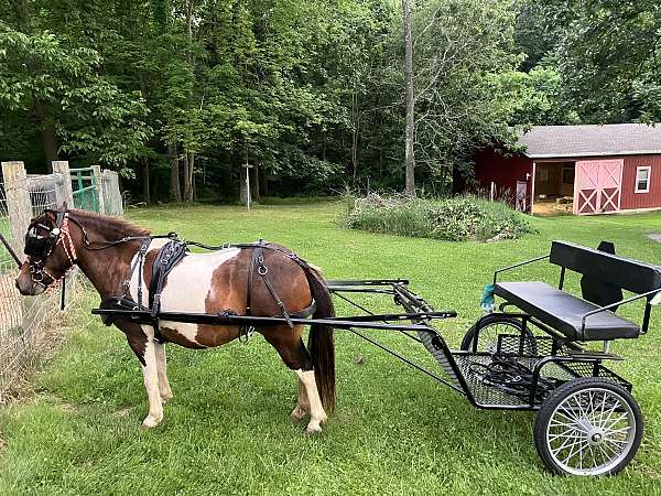 driving-harness-mare-broodmare