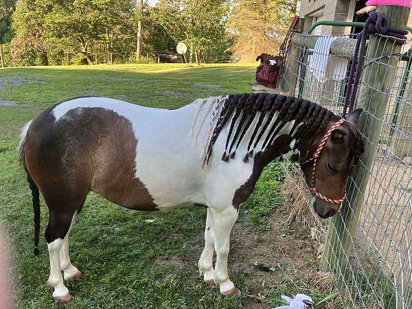 driving-harness-pony-shetland-pony