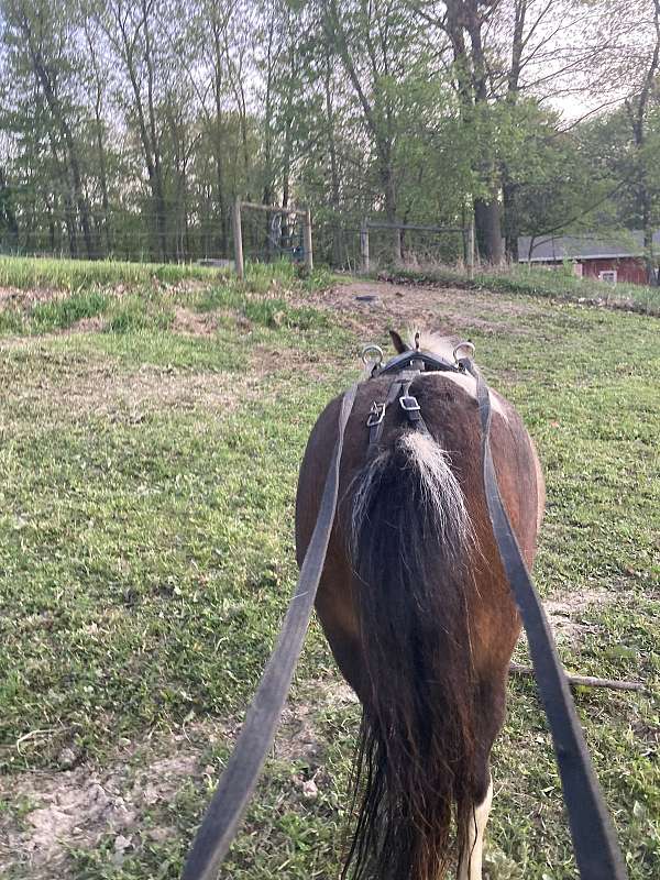 pinto-driving-pony