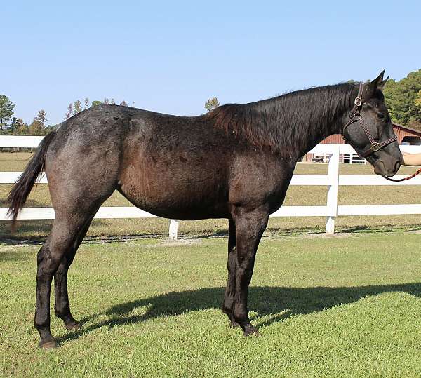 blue-roan-roan-percheron-mare