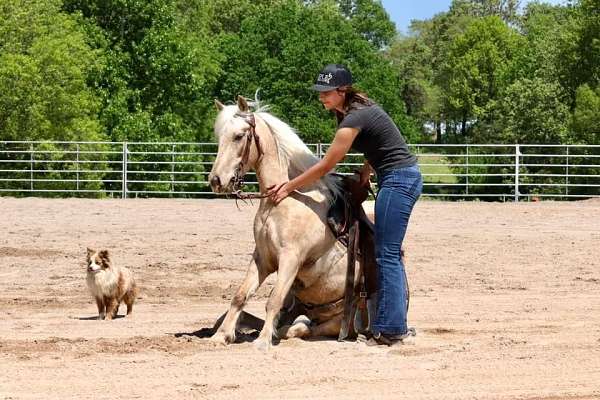 buckskin-aqha-poa-pony