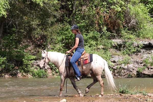 all-around-gelding